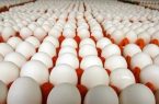 انتقاد از افزایش شدید هزینه های تولید تخم مرغ