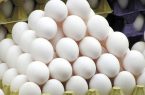 شرکت پشتیبانی امور دام از مرغداران تخم مرغ خریداری نمی کند
