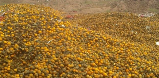 پیدا کنید پرتقال فروش را؛ چه کسی پاسخگوی فاسد شدن چندین هزارتن میوه است؟