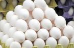 روند نزولی قیمت تخم مرغ ادامه دارد