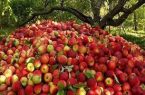 مقدار زیادی سیب درختی روی دست باغداران ماند/ زیرساخت صادراتی نداریم