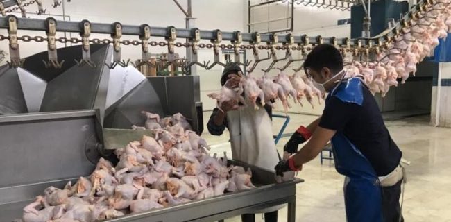 کمبود نسبی مرغ علت اصلی التهابات قیمت در بازار
