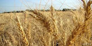 کاهش ۲میلیون تنی مصرف گندم در کشور با افت ضایعات