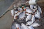 خوزستان مهد پرورش و رکوردار تولید پرورش کپور ماهیان در ایران
