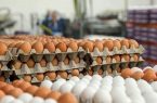 گرانی تخم مرغ به دلیل سیاست‌های غلط گذشته