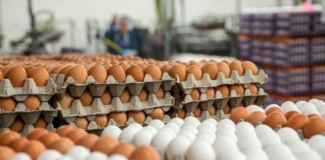 گرانی تخم مرغ به دلیل سیاست‌های غلط گذشته