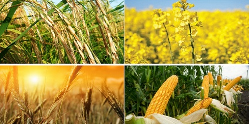 قیمت خرید تضمینی محصولات اساسی زراعی و باغی در سال زراعی اعلام شد