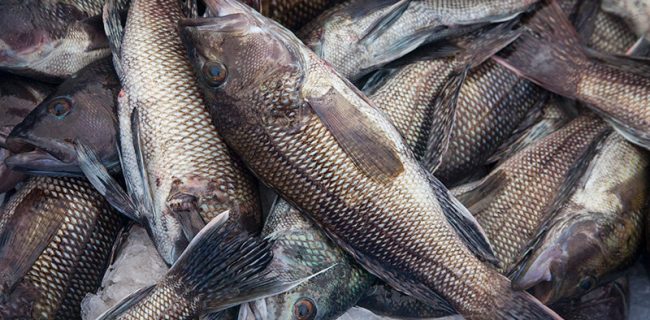 حمایت میلیاردی بانک کشاورزی از راه اندازی طرح پرورش ماهی در قفس