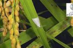 افزایش آفت شب‌پره تک نقطه‌ای در کشت مجدد برنج
