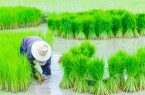 نقش دولت در توسعه کشت برنج
