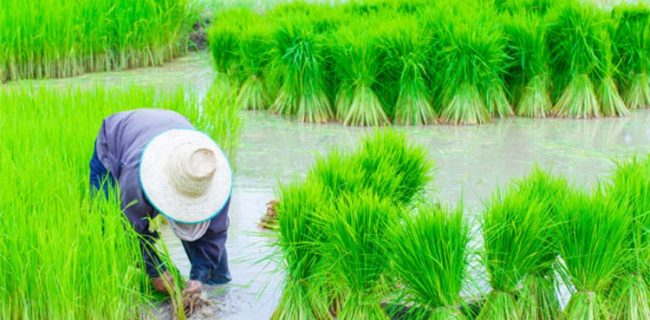 نقش دولت در توسعه کشت برنج