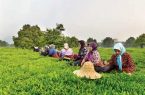 کاهش چشمگیر سرانه کشاورزی
