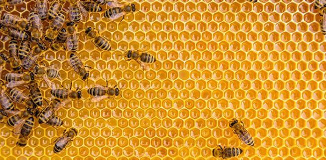 تهدید خمیرشیرین‌های تاریخ گذشته برای صنعت زنبورداری و سلامت مردم