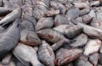 سازمان شیلات خواستار مناظره درباره پرورش ماهی تیلاپیا شد