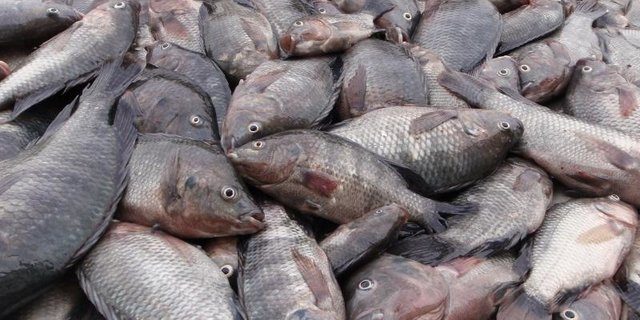 سازمان شیلات خواستار مناظره درباره پرورش ماهی تیلاپیا شد