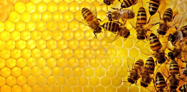تاثیر زنبور عسل بر سایر گرده‌افشان‌ها