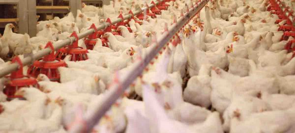 پایداری صنعت مرغداری با بهره‌وری نهاده‌های غذایی