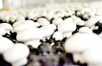 ضرر ۱۵هزار تومانی تولیدکنندگان قارچ در فروش هر کیلو