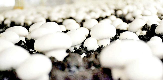 ضرر ۱۵هزار تومانی تولیدکنندگان قارچ در فروش هر کیلو
