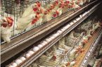 کلنگ‌زنی بزرگترین واحد زنجیره مرغ تخمگذر در همدان