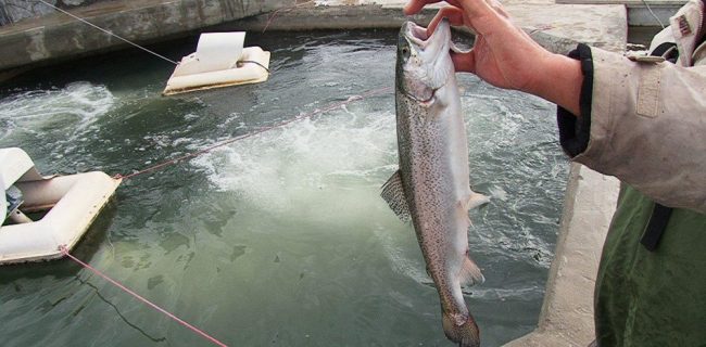 احتمال تعطیلی و ورشکستگی مزارع پرورش ماهیان سردآبی در سال جاری