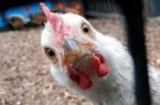 کمپین نخریدن مرغ و تخم‌مرغ محکوم به شکست است؟!