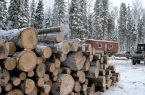 واردات چوب از روسیه برای حفظ جنگل‌های ایران