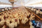 ارائه تسهیلات با نرخ سود ۱۰ درصد به مرغداران