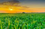 برنامه دولت برای مهار تورم محصولات کشاورزی