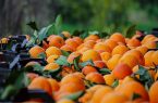 صادرات پرتقال ایرانی به چین