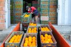 عرضه ۱۵ هزار تنی میوه شب عید، ۱۰ درصد زیر قیمت بازار