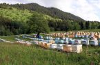 خیر بلند ایران برای تبدیل شدن به دومین تولیدکننده بزرگ عسل در جهان