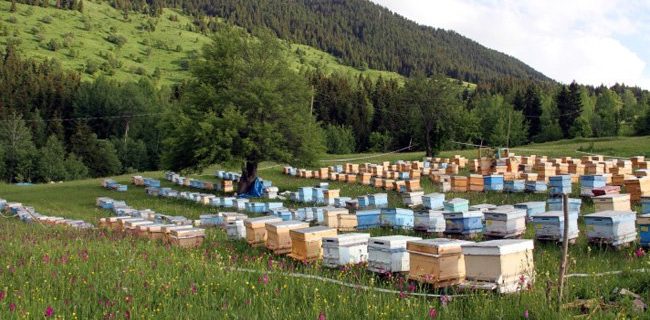 خیر بلند ایران برای تبدیل شدن به دومین تولیدکننده بزرگ عسل در جهان