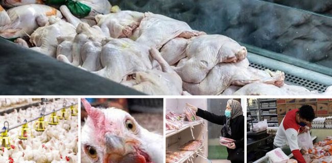 تنظیم بازار بانسخه تکراری توزیع گوشت گرم و منجمد