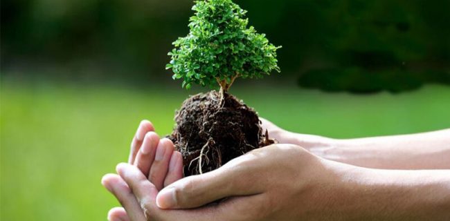 اختصاص ۲۴۰ میلیارد تومان در قالب ردیف بودجه مستقل به طرح کاشت یک میلیارد درخت