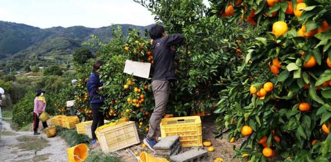 روند صادرات محصولات باغی افزایشی است