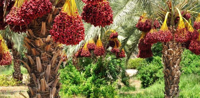 پیش‌بینی‌ افزایش‌ حدود ۱۵ درصدی تولید خرما در خرمشهر