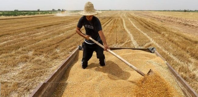 رشد ۱۶درصدی خرید گندم در سال جاری