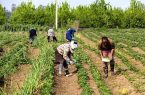 عبور از سانتی‌مان‌تالیزم ، گرفتار در تله اغراق‌نمایی مشکلات یا فقدان آمایش سرزمینی در بخش کشاورزی ایران