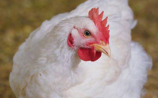امکان تولید ۲ برابری گوشت مرغ با احیای مرغ آرین