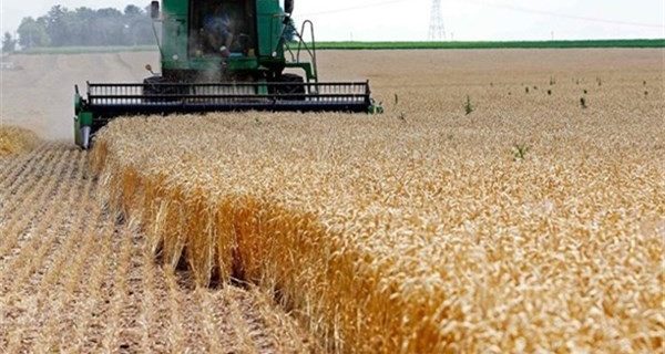 مصوبه غیرقانونی دولت درباره قیمت گندم فردا امضا می‌گیرد؟