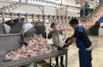 کمبود نسبی مرغ علت اصلی التهابات قیمت در بازار