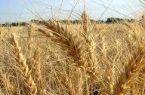 کاهش ۲میلیون تنی مصرف گندم در کشور با افت ضایعات