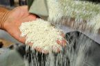 تخلیه روزانه ۲۵۰۰ تن برنج وارداتی در بوشهر