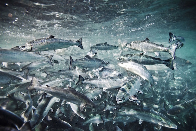 پرورش ماهی قزل‌آلا+وقایع نیوز