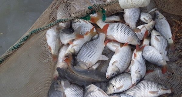 خوزستان مهد پرورش و رکوردار تولید پرورش کپور ماهیان در ایران