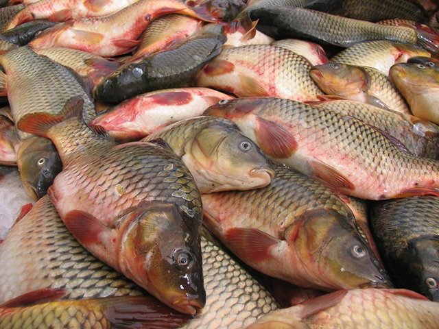 کپور دریایی+وقایعنیوز
