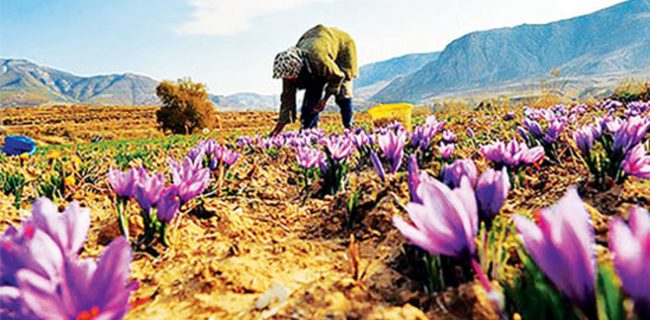 اعلام بسته حمایتی زعفران تا دوشنبه