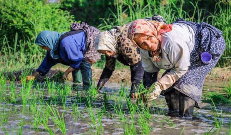 خشکسالی و کاهش تا ۵۰ درصدی بارندگی‌ها موجب شده تولید برنج هم روند نزولی را تجربه کند+وقایع‌نیوز