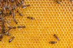 تهدید خمیرشیرین‌های تاریخ گذشته برای صنعت زنبورداری و سلامت مردم